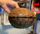 新龟到家后的处理方法