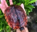 网上买龟到家后饲养的注意事项