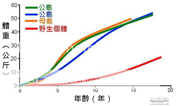 陆龟啥图.jpg