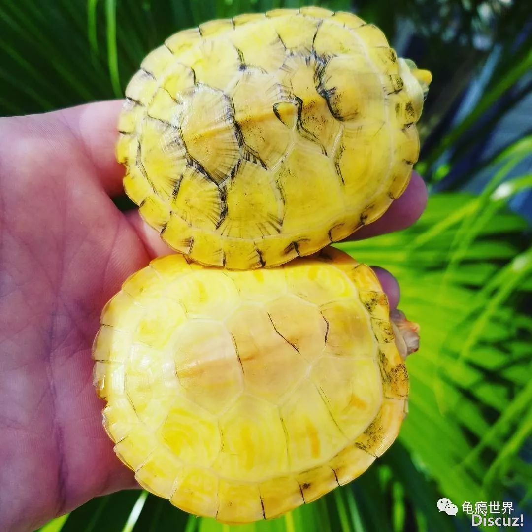 悖论巴西闪电纹