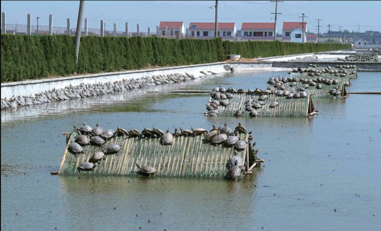 湖北“鳖、虾、鱼、稻生态种混养模式”获专家鉴定认可