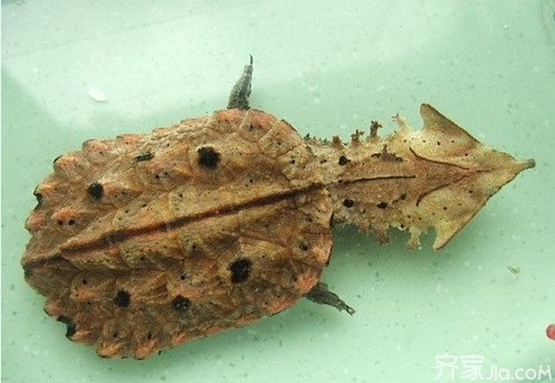 玛塔龟.jpg 玛塔龟.jpg