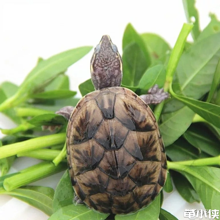 麝香龟2