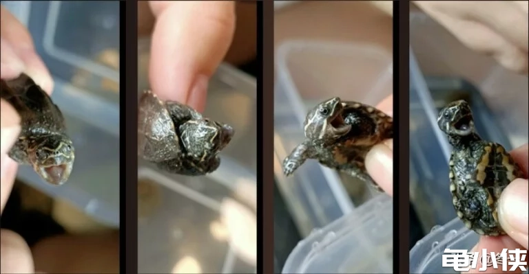 麝香龟奶凶