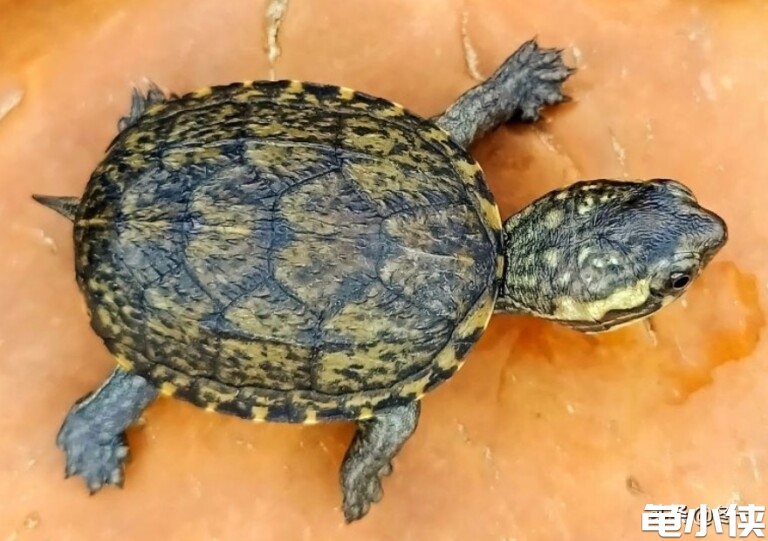 头盔泥龟