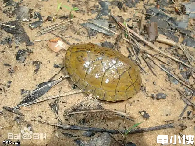 平背麝香龟2