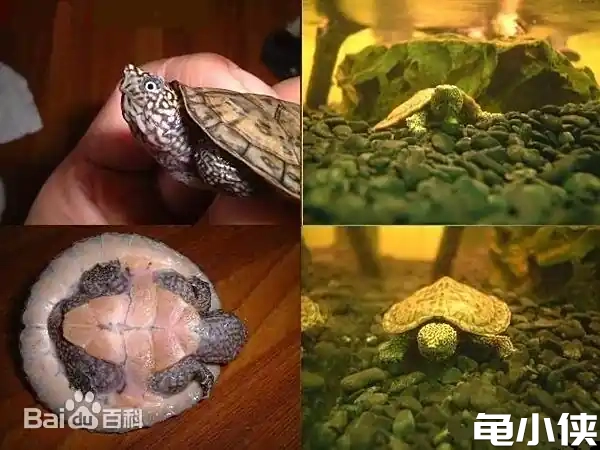 平背麝香龟3