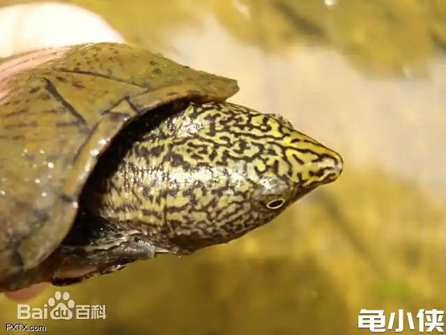 平背麝香龟1