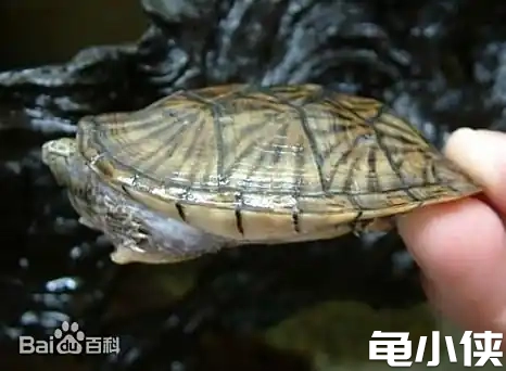 平背麝香龟