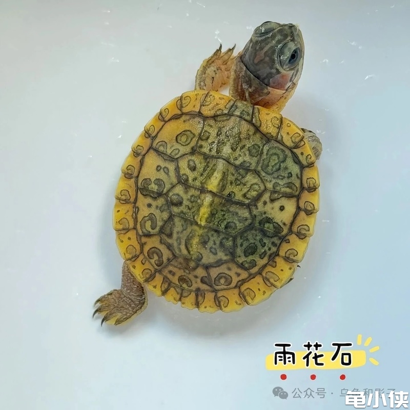 雨花石巴西龟苗