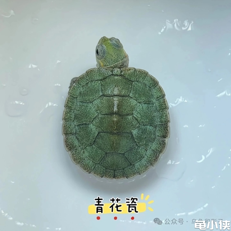青花瓷巴西龟苗