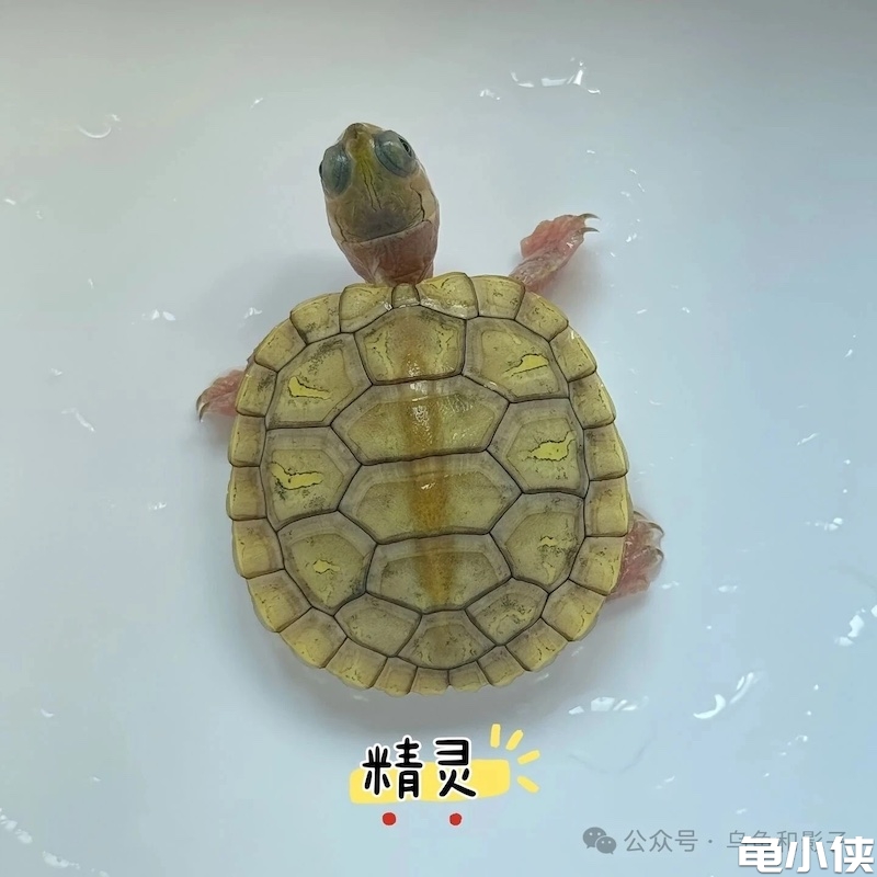 精灵巴西龟苗